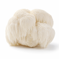 Lion's Mane