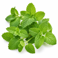 Lemon Balm